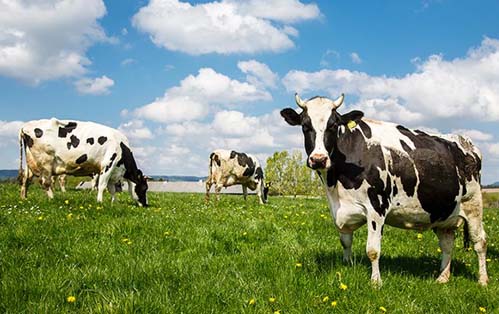 vacas 1